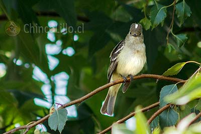 Another Bird